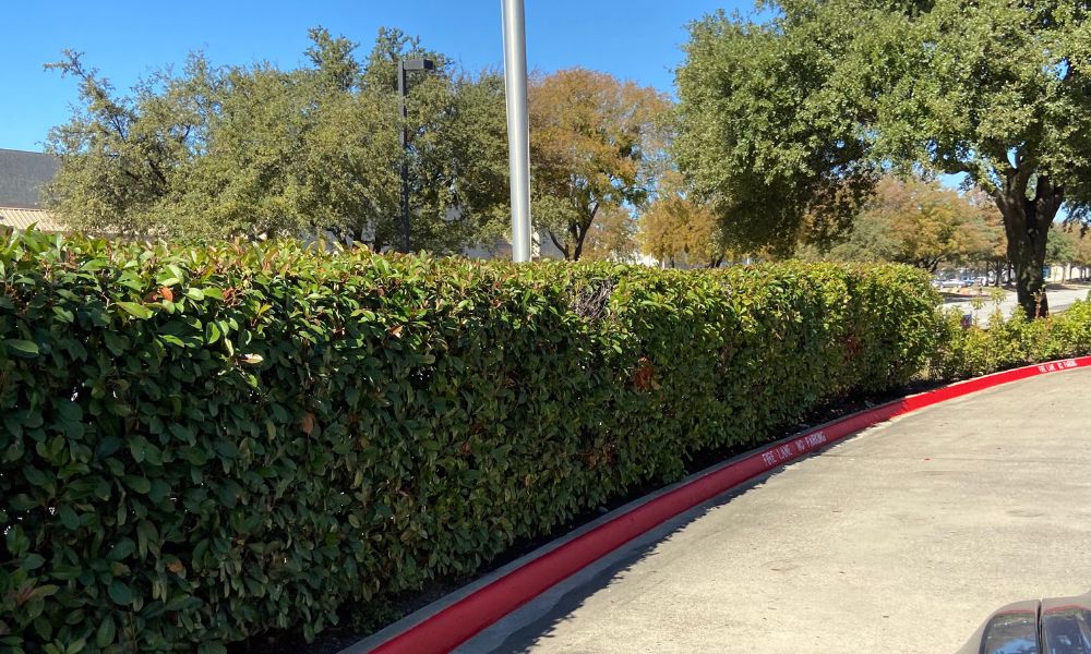 Ways To Improve the Curb Appeal of Your Parking Lot